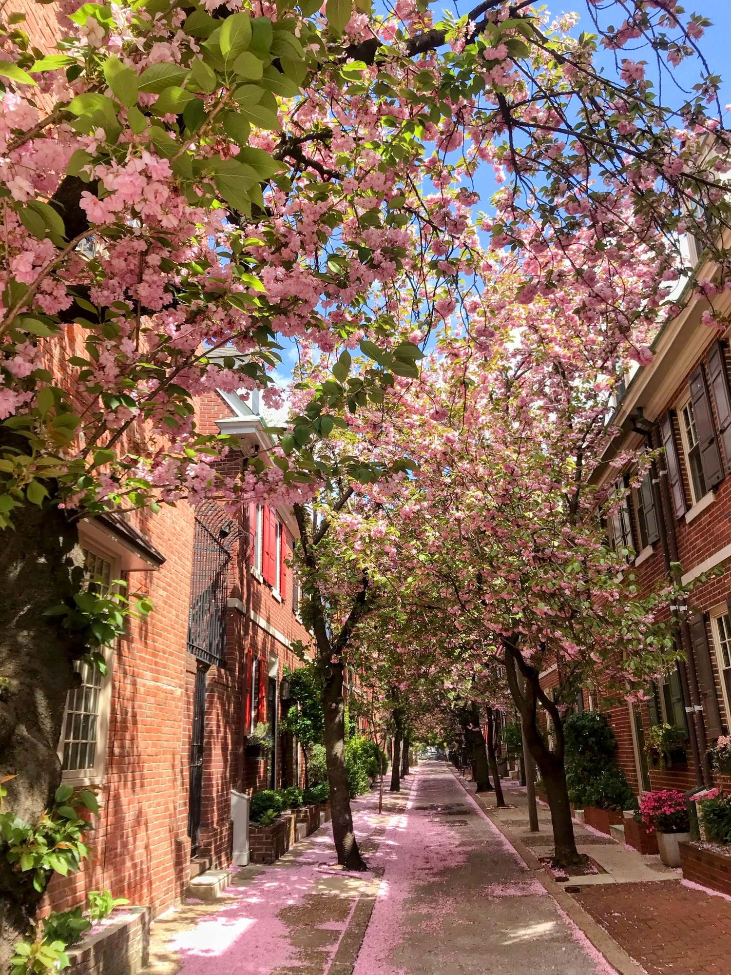 A tree-lined Philadelphia street in spring, with pink cherry blossoms arching over a brick rowhouse sidewalk and petals scattered on the ground.